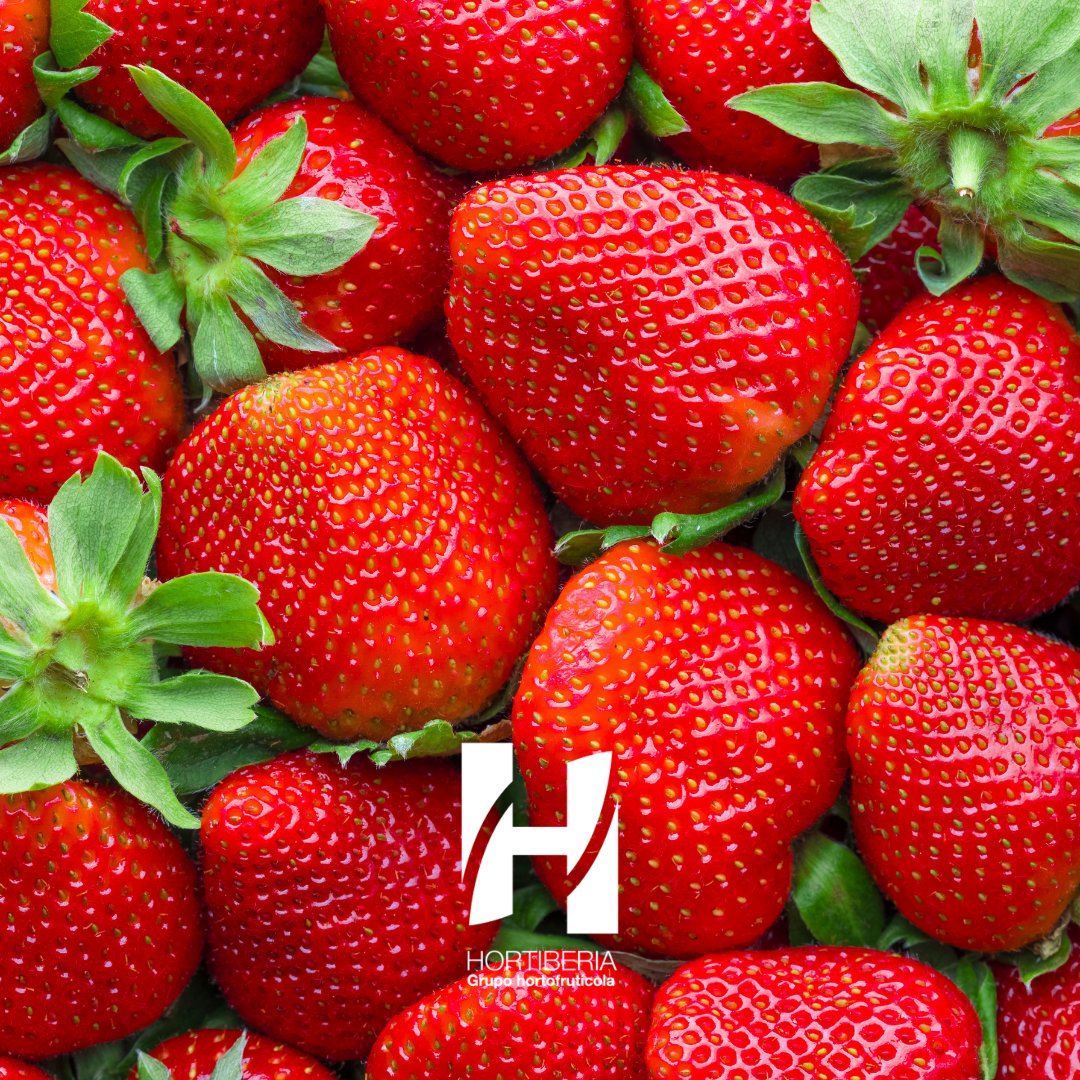 Hortiberia's tweet photo. ¡𝐘𝐚 𝐞𝐬 𝐭𝐞𝐦𝐩𝐨𝐫𝐚𝐝𝐚 𝐝𝐞 𝐟𝐫𝐞𝐬𝐚𝐬! 🍓✨

 😋 Ha llegado la época de una de las frutas preferidas, jugosas por dentro y crujientes por fuera. ¿Sabías que son la única fruta con semillas en el exterior? https://t.co/TpLBde7w5A
