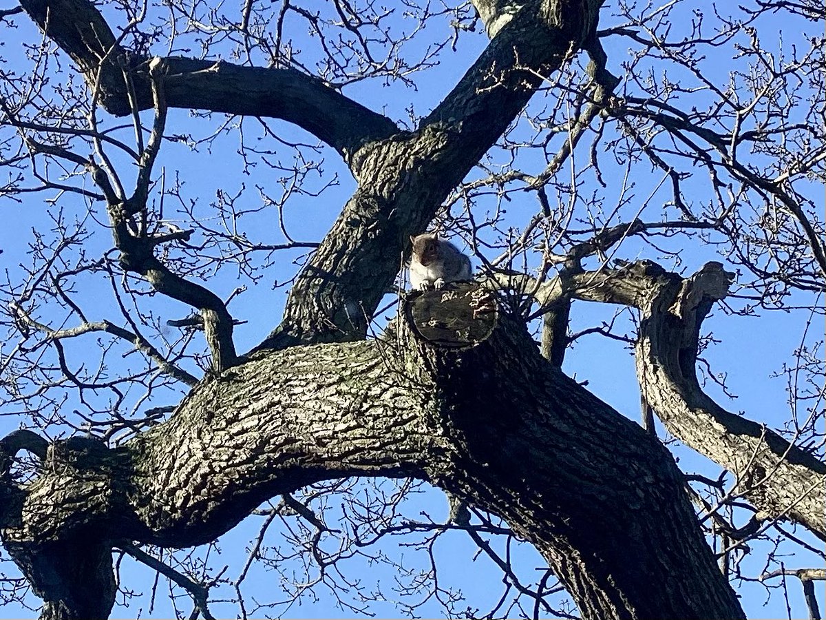 skylark22BHC1's tweet photo. Squirrel sunbathing in my oak tree just now. 🐿️☀️🌳💙 #theviewfrommywindow #bromley #oaktree #tuesday @WoodlandTrust @WildlifeTrusts @metoffice @bbcweather @SallyWeather @ChrisPage90 https://t.co/S73ms7jRPy