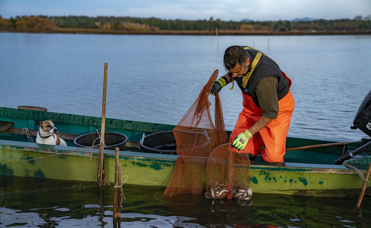 #Europeaneel is critically endangered. Its #habitats face substantial challenges. The decline of the resource also impacts #fishers, as catches have decreased exponentially.
Here’s how a coordinated #management plan could reverse the situation:
fao.org/gfcm/news/deta…