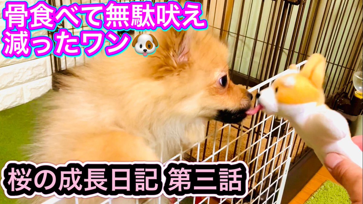 Maximaryo's tweet photo. 桜の成長記録　第三話　
骨食べて無駄吠え減ったワン🐶🦴
2024年1月26日
【桜生後四ヶ月の誕生日】
⬇️ユーチューブ⬇️
https://t.co/jy5yiShpiM

#ポメラニアン https://t.co/Vc3ynMEkA5