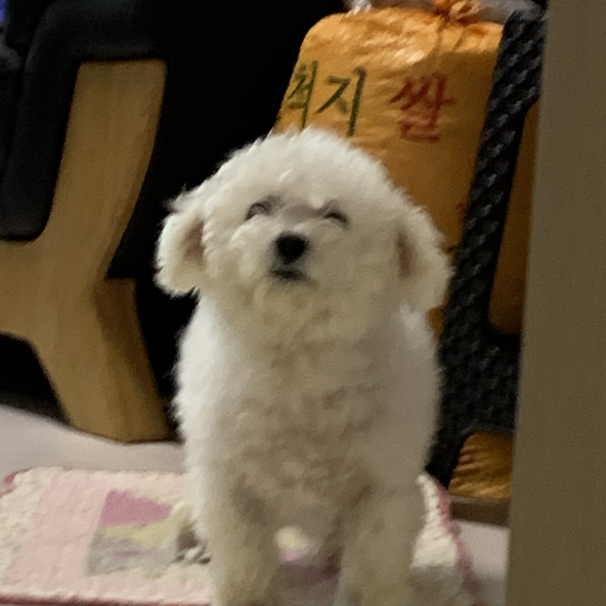 gangaji579326's tweet image. 강아지를 찾습니다… 
오늘 오후 경남 통영시 도남동 한려초등학교 부근에서 잃어버렸고 사진은 약 2년 전 쯤 사진이라 지금은 노견이라 흰 털이 많이 빠져있는 상태고 옷은 아무것도 안 입고 있었다고 해요 만약 발견하신 분이 계신다면 이 쪽으로 멘션이나 디엠 한 번만 부탁드릴게요 감사합니다