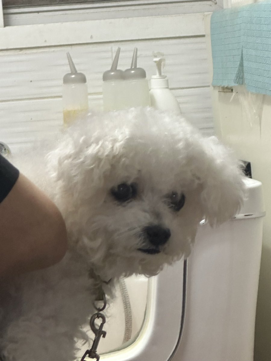 gangaji579326's tweet image. 강아지를 찾습니다… 
오늘 오후 경남 통영시 도남동 한려초등학교 부근에서 잃어버렸고 사진은 약 2년 전 쯤 사진이라 지금은 노견이라 흰 털이 많이 빠져있는 상태고 옷은 아무것도 안 입고 있었다고 해요 만약 발견하신 분이 계신다면 이 쪽으로 멘션이나 디엠 한 번만 부탁드릴게요 감사합니다