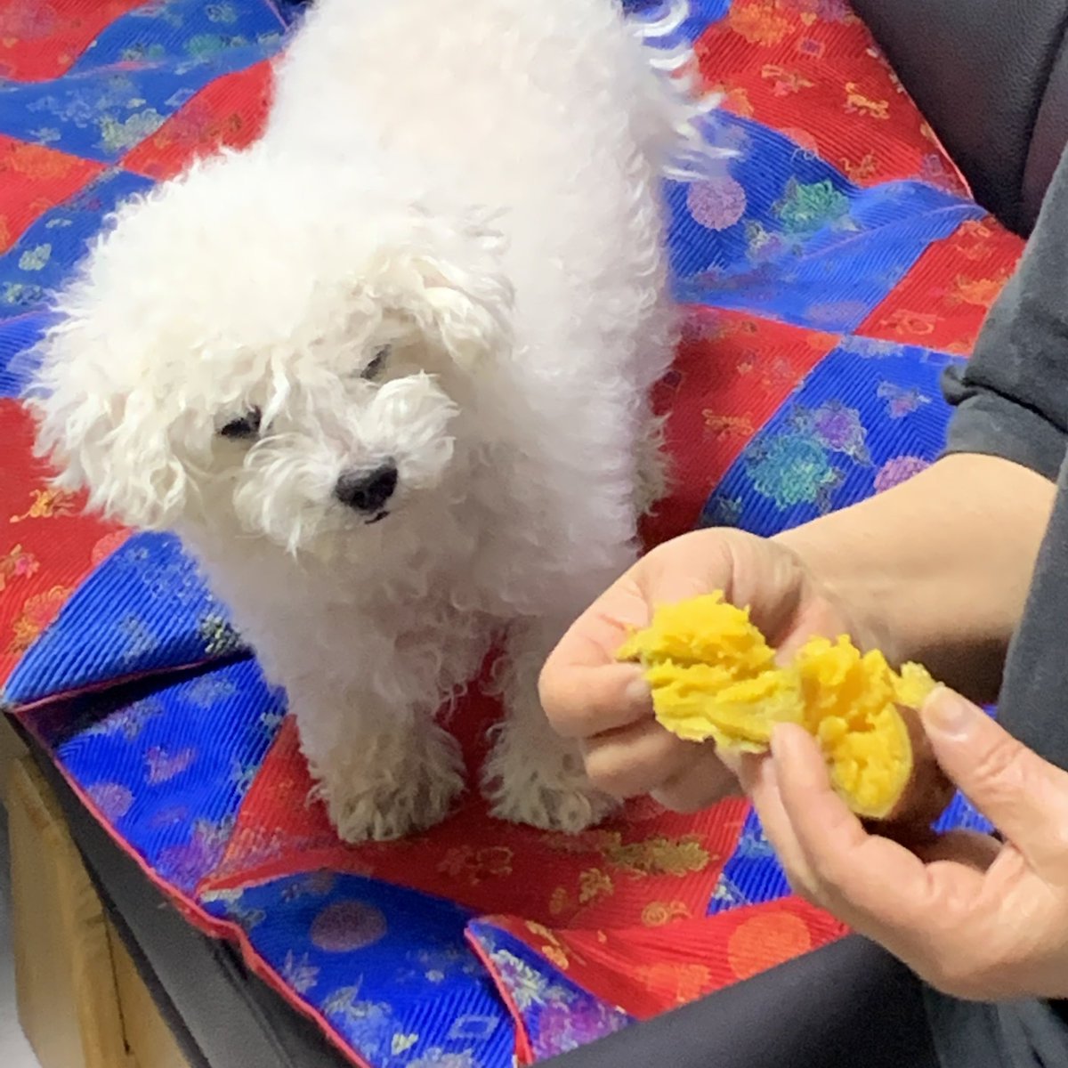 gangaji579326's tweet image. 강아지를 찾습니다… 
오늘 오후 경남 통영시 도남동 한려초등학교 부근에서 잃어버렸고 사진은 약 2년 전 쯤 사진이라 지금은 노견이라 흰 털이 많이 빠져있는 상태고 옷은 아무것도 안 입고 있었다고 해요 만약 발견하신 분이 계신다면 이 쪽으로 멘션이나 디엠 한 번만 부탁드릴게요 감사합니다