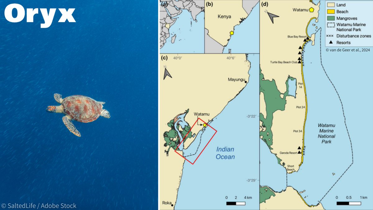 OryxTheJournal's tweet photo. Out now! @CasperGeer et al. present insights into marine #turtle nesting ecology from 20 years of community-based conservation in &amp; around Watamu Marine National Park. Their results indicate it is one of the most important turtle nesting beaches in Kenya: https://t.co/I2BgTXIeIS https://t.co/gk5Iow8FHB
