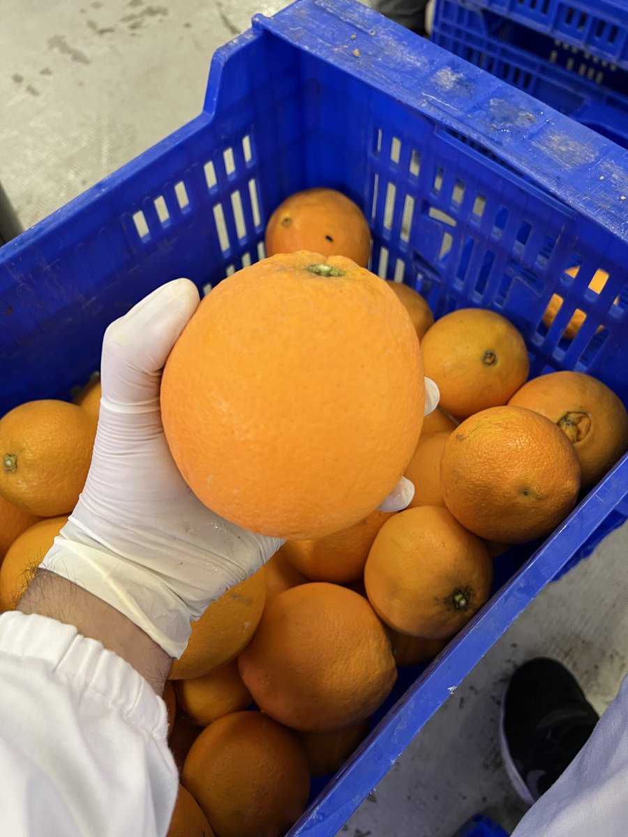 Shimidy's tweet photo. The biggest oranges I've ever seen! It's a shame we going to infect them all in name of science https://t.co/ocKW5o7O4G