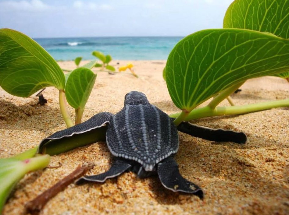 #Turtles #Behavior #Leatherback #Mating #SeaTurtles #Breeding #Migration  #SeaAnimals #AnimalDiscuss
