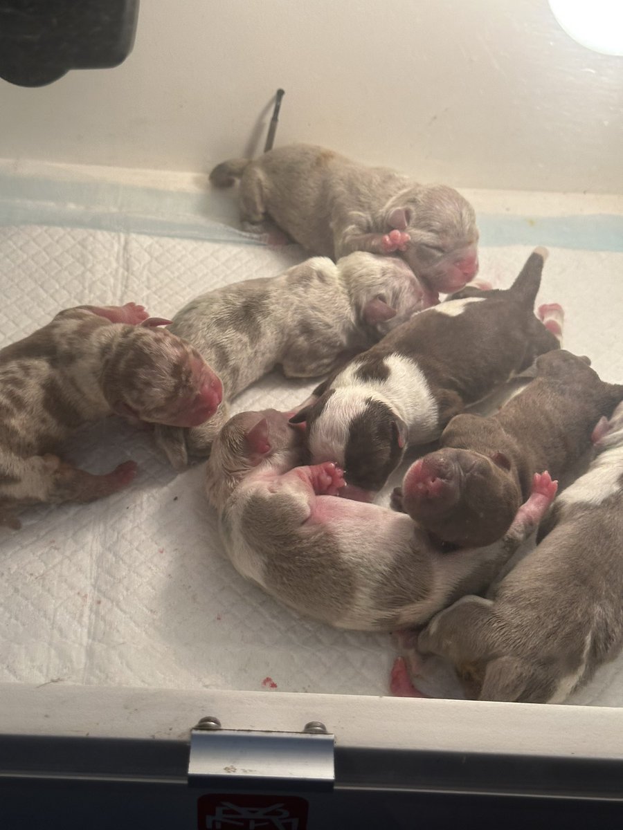 reinerallen's tweet photo. ANOTHER SET OF NEW YEAR PUPPIES‼️ Salamat Panginoon, talagang ikaw ay napakabuti. 🥹🙏🏾❤️
7 out of 7 American bully puppies, import line. 🐾
Briana X Gold Russ of Carlo Gobangco‼️#AmericanBully #importline #merlebullies #RADoggiesPetandSuppliesMalvar https://t.co/yMfHz3JcvZ