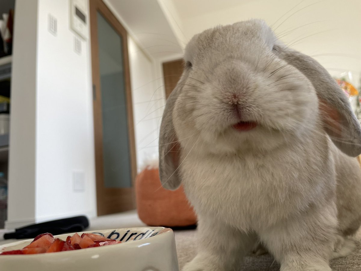 too_BirdiE's tweet photo. #全日本うさぎのおっさん選手権 https://t.co/2XtOKQmXyW
