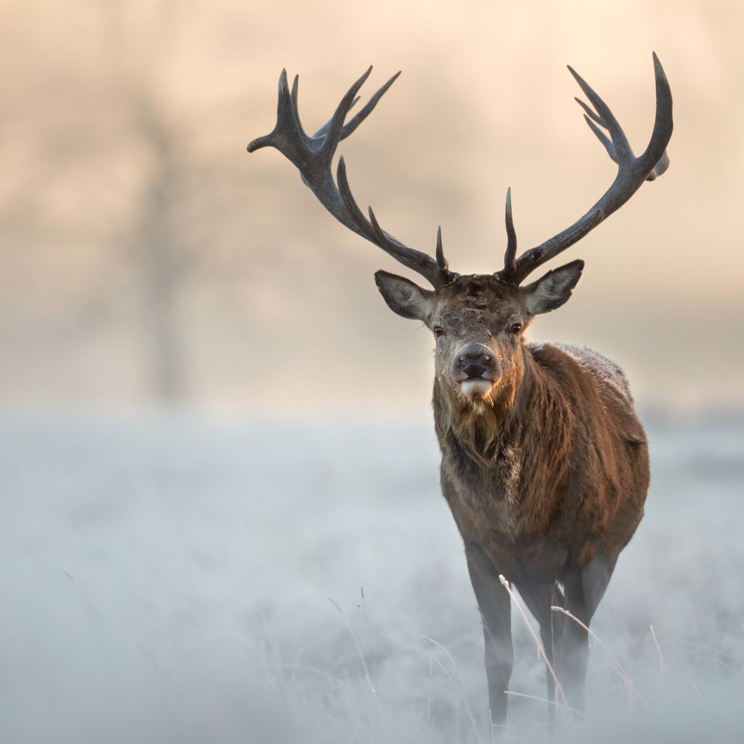 Hands up if you're excited for Winterwatch tonight!? 🤚Tune in to BBC2 for the next four nights—it's the perfect opportunity to stay connected with nature from the cozy warmth of your home during these chilly evenings. 🥶 #Winterwatch2024 #nature #conservation #animals