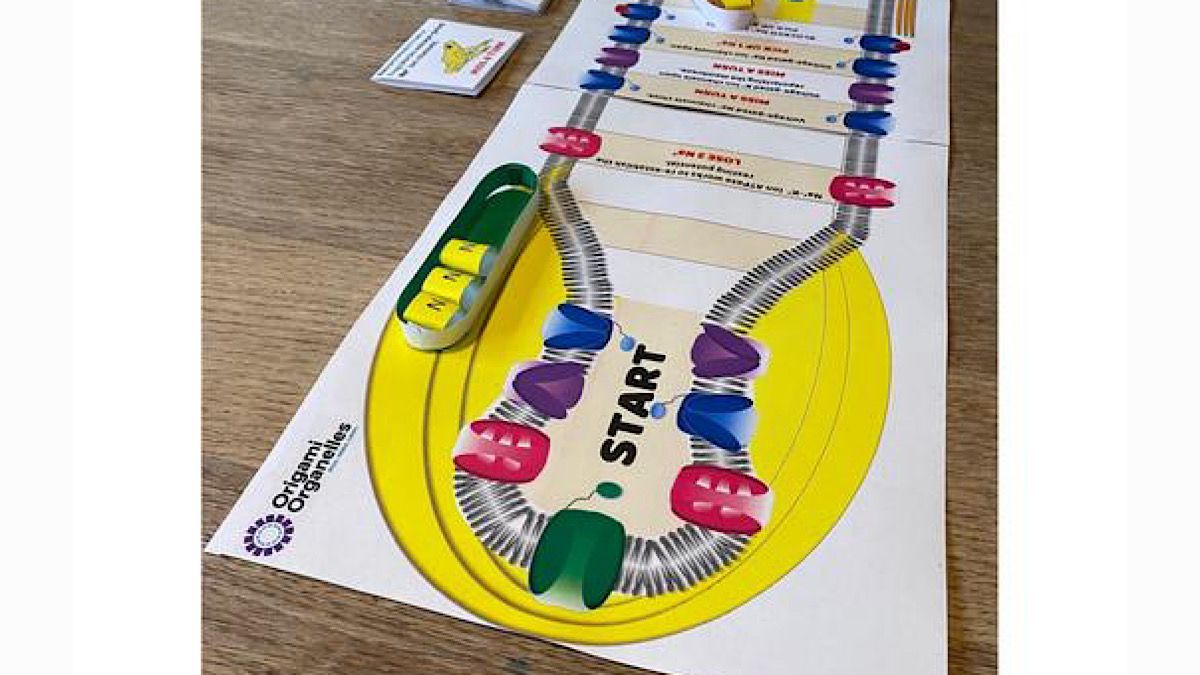 OrigamiCells's tweet photo. Learn all about action potentials, sodium ions & inhibitors with this fun board game! First to release the neurotransmitter wins! Created by biologyteacher Jon Hale. https://t.co/Kypg5cKkVM
@BeaulieuBio #actionpotentials #neurotransmitter #iteachbio #biologyteachers https://t.co/FJYFHLN9qH