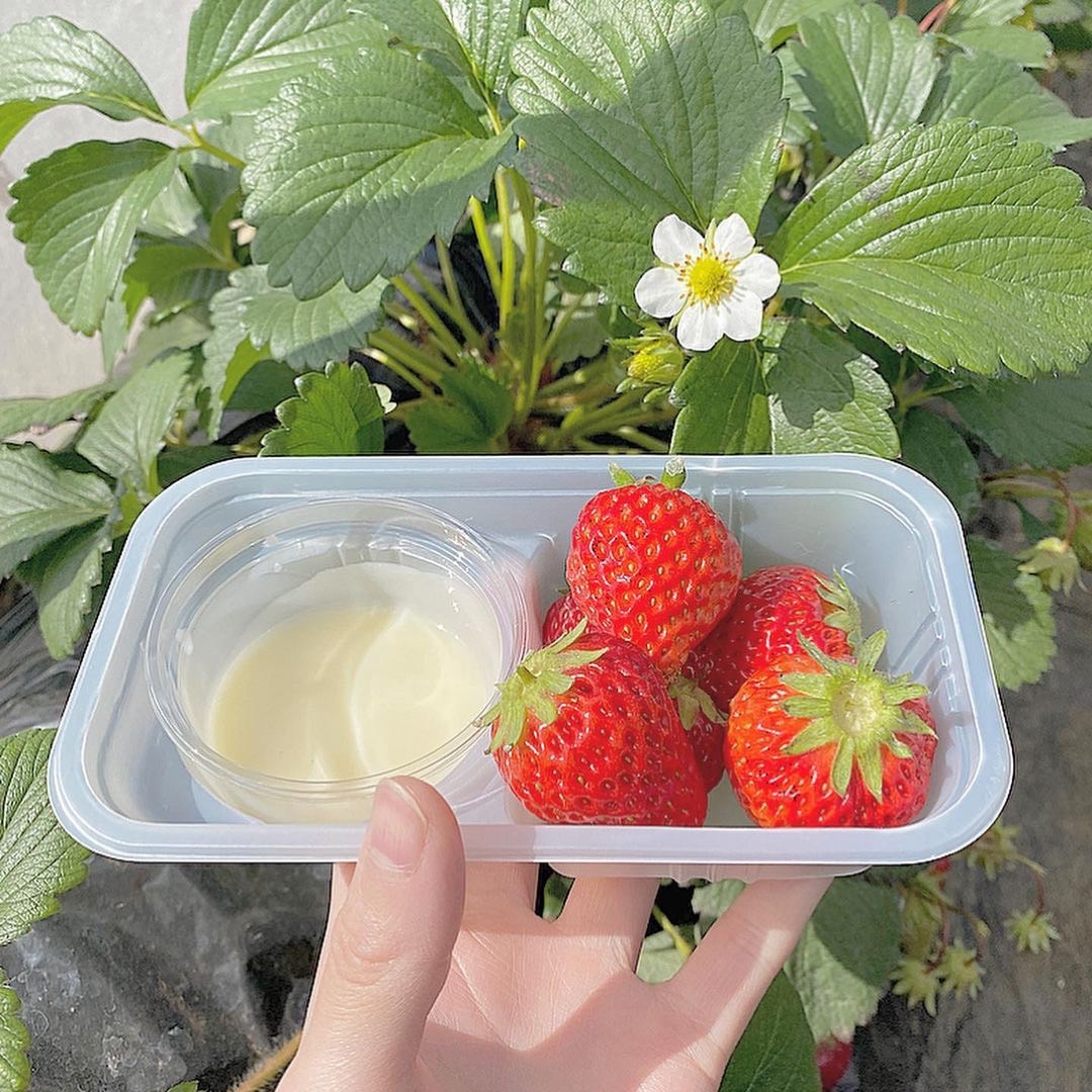 cosupa_tabi's tweet photo. 今年こそ行きたい！いちご狩り🍓
地域ごとにご紹介するよ！

【滋賀県】
・ROCK BAY GARDEN(草津市)
・鹿深いちご園(甲賀市)
・小杉豊農園(東近江市)
・まさみ農園(米原市)
・いちご園 フェリーチェ(野洲市)
・近江舞子いちご園(大津市)
・T-BERRY FARM(東近江市)
・strawberryfactory(草津市)
・道の駅 草津 ロックべガーデン(草津市)
・Bon Garden(近江八幡市)
・純野菜王国 いちご狩り(長浜市)

【京都府】
・モモタ農園(京都市山科区)
・ベリーファーム宇治(宇治市)
・おさぜん農園(八幡市)
・いちごハウス・ブリティッシュガーデン(八幡市)
・華やぎ観光農園(相楽郡精華町)
・Farmおかよし(京丹後市)
・上杉農園(八幡市)
・みどり農園(井手町)
・ブリティッシュ・ガーデン八幡農場(八幡市)
・丹後王国フルーツガーデン(京丹後市)

【大阪府】
・いずみ小川いちご農園(和泉市)
・きしかん(岸和田市)
・大阪府立農業公園 かいづか いぶきヴィレッジ(貝塚市)
・GrandBerry(八尾市)
・ハーベストの丘(堺市南区)
・いちごの堺(堺市)
・Strawberry FarmNo.15 by the Farm UNIVERSAL(茨木市)
・橘農園(阪南市)
【兵庫県】
・神戸うららか・のうえん 実里(三木市)
・神戸うららか・つみつみ園(三木市)
・VERY BELLY FARM 西脇(西脇市)
・姫路ハートフル観光農園(姫路市)
・新さんだ農園いな岡(三田市)
・淡路島フルーツ農園(淡路市)
・グリナリウム淡路島(淡路市)
・幸せのいちご農園(淡路市)
・淡路ファームパーク イングランドの丘(南あわじ市)

【奈良県】
・あすかいちご狩りパーク(高市郡明日香村)
・下村ベリー園(五條市)
・いちご農園フラウラファーム(天理市)
・ハッピーイチゴランド(磯城郡田原本町)
・大和苺パーク(大和郡山市)
・あだみね高原ファーム(五條市)
・オノウエ農園~strawberryfarm"Ruby"~(高市郡明日香村)
【和歌山県】
・いちご農園サクラファーム(紀の川市)
・観光農園ひだか(御坊市)
・strawberry farm まあと工房(日高郡みなべ町)
・かつらぎ町のフルーツ狩り(伊都郡かつらぎ町)
・農園・紀の国(御坊市)

【鳥取県】
・苺工房たけうち(鳥取市)
・小林農園(東伯郡湯梨浜町)
・松山農(東伯郡湯梨浜町)
・鳥取砂丘フルーツパーク(賀露町)
・ふぁんふぁんふぁーむ(鳥取市)
・水谷いちご園(鳥取市)
・メイワファームHYBRID MHY鹿野ハウス(鳥取市)
・苺工房たけうち(鳥取市)

【島根県】
・アグリみと(益田市)
・きんた農園ベリーネ(益田市)
・あかり農園(安来市)
・いちごの森 あおやま(安来市)
・空と小さな屋根の農園(益田市)
・石橋農園(安来市)
・8farm(安来市)

【岡山県】
・岡山市サウスヴィレッジ(岡山市)
・農マル園芸 あかいわ農園(赤磐市)
・吉井農園(赤磐市)
・美作農園(美作市)
・農マル園芸 吉備路農園(総社市)
・安原観光いちご園(倉敷市)

【広島県】
・白龍湖観光農園(三原市)
・豊平どんぐり農園(山県郡北広島町)
・平田観光農園(三次市)
・果実の森公園(三原市)
・おおのきファーム(廿日市市)
・いちごいちえ(広島市)
・河野園芸(尾道市)
・SMILE-LABO HIROSHIMA(三原市)
・田原観光農園(宮島市)
・平田観光農園(三次市)

【山口県】
・いちご農園 ANN(柳井市)
・観光農園ファームランド(熊毛郡田布施町)
・はあと農園(山口市)
・季節体験農場　花の海(山陽小野田市)
・おいしませファーム(山口市)
・ANN(柳井市)
・はあと農園(山口市)
・イチゴ屋けんちゃん(山口市)
・福田フルーツパーク(周南市)

【徳島県】
・いせや農場いちご園(鳴海市)
・大住いちご園(板野郡松茂町)
・苺一会縁(三好郡東みよし町)
・フルーツガーデンゆう(鳴海市)
・フルーツガーデンやまがた(鳴海市)
・TODAベリーファーム(鳴海市)
・ベリーメイトファーム(阿波市)

【香川県】
・スカイファーム(高松市)
・観光農園 森のいちご(木田郡三木町)
・道の駅 滝宮 いちご農園(綾歌郡綾川町)
・道の駅 小豆島ふるさと村(小豆郡小豆島町)

【愛媛県】
・井上苺園(今治市)
・エコファームうちこ(喜多郡内子町)
・あかまつ農園(北宇和郡鬼北町)
・ひのいちご園(西条市)
・いちご家おおもり(伊予市)
・まんまいちご園(伊予郡松前町)
・井上苺園(今治市)

【高知県】
・西島園芸団地(南国市)
・佐田農園(宿毛市)
・高知の自然歴史体験　センス・オブ・ワンダー高知(四万十市)

【福岡県】
・筑紫野いちご農園(筑紫野市)
・玄海いちご狩り農園(宗像市)
・うきは果樹の村やまんどん(うきは市)
・梶原フルーツ(うきは市)
・よかもんいちごのイチゴ狩り(うきは市)
・白木のいちご しあわせもん(小郡市)
・らいおん果実園(朝倉郡筑前市)
・ひらい観光農園(八女市)
・プーさんのいちご園(八女市)
・里の駅広川くだもの村(八女郡広川町)

【佐賀県】
・松本農園(神崎郡吉野ヶ里町)
・佐賀ベリーフォレスト(佐賀市)
・鳥栖ベリーフォレスト(鳥栖市)
・岸川農園(杵島郡白石町)
・花祭いちごの谷(杵島郡江北町)

【長崎県】
・モリヤマファーム(松浦市)
・おおむら夢ファームシュシュ(大村市)
・富崎ファーム(大村市)
・パラダイスガーデン温泉いちご園(佐世保市)
・ドラゴンフライファーム(佐世保市)
・モリヤマファーム(松浦市)

【熊本県】
・観光農園吉次園(熊本市)
・南阿蘇 岩下さんちのいちご園(阿蘇郡南阿蘇村)
・果実の国カップルズ(阿蘇市)
・南阿蘇ふれあい農園(阿蘇郡南阿蘇村)

【大分県】
・ドームいちご園(大分市)
・アクトいちごファーム(宇佐市)
・キツキテラス・浜いちご園(杵築市)

【宮崎県】
・レイクサイドレッドファーム(宮崎市)
・水間いちご園(小林市)
・南いちご農園(日南市)
・上千野観光体験果樹園 串間いちご畑(串間市)

【鹿児島県】
・竹ノ内観光農園(霧島市)
・黒羽子観光農園(鹿屋市)
・山のいちご屋さん ひがし農園(薩摩川内市)
・前田いちご園(南九州市)
・片平観光農園(日置市)
・いちごハウス木場(いちき串木野市)

【沖縄県】
・美らイチゴ 南城ハウス(南城市)
・かふうイチゴ園(国頭郡宜野座村)
・金城いちご園(国頭郡宜野座村)

他にもおすすめのいちご狩りスポットがあったらコメントで教えてね✍️