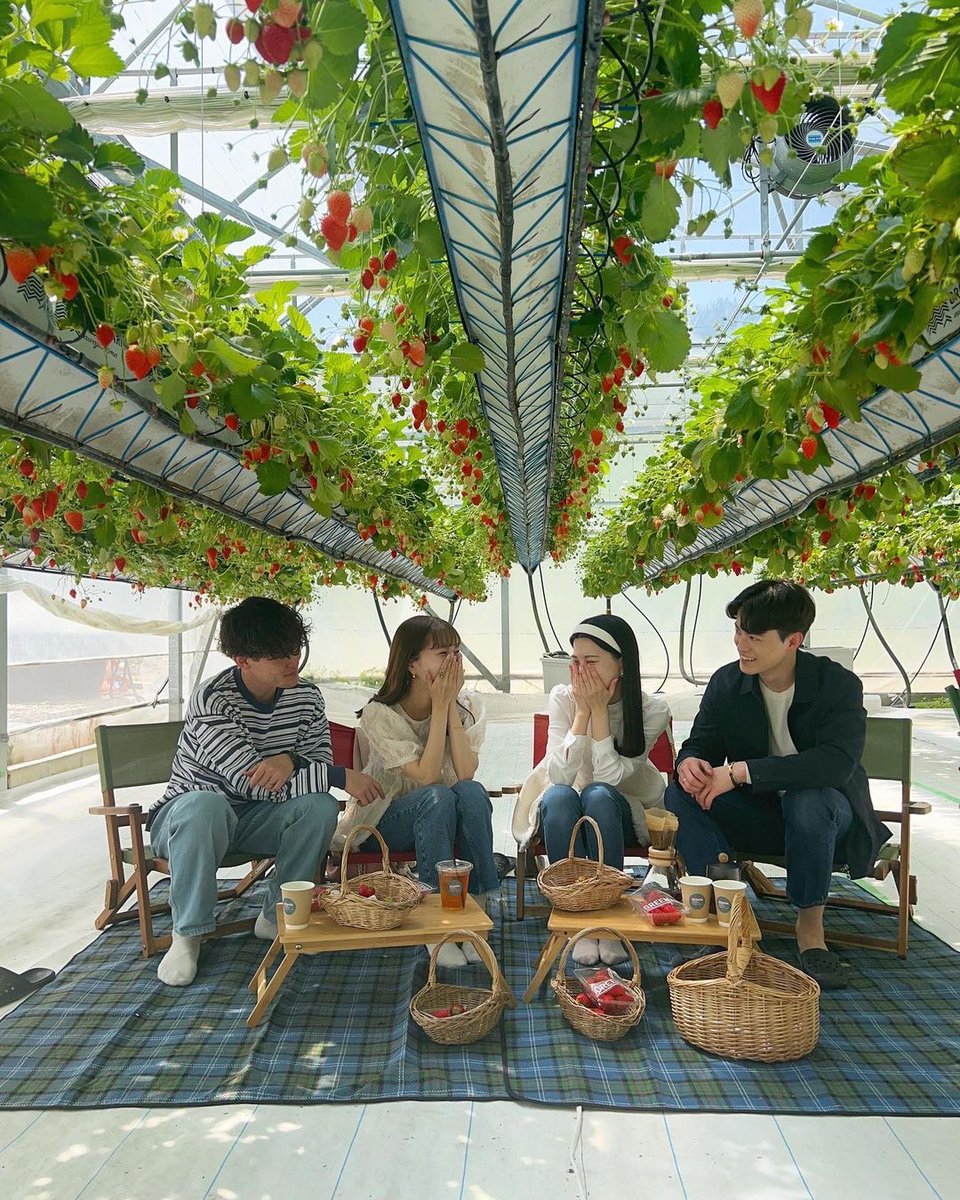 cosupa_tabi's tweet photo. 今年こそ行きたい！いちご狩り🍓
地域ごとにご紹介するよ！

【滋賀県】
・ROCK BAY GARDEN(草津市)
・鹿深いちご園(甲賀市)
・小杉豊農園(東近江市)
・まさみ農園(米原市)
・いちご園 フェリーチェ(野洲市)
・近江舞子いちご園(大津市)
・T-BERRY FARM(東近江市)
・strawberryfactory(草津市)
・道の駅 草津 ロックべガーデン(草津市)
・Bon Garden(近江八幡市)
・純野菜王国 いちご狩り(長浜市)

【京都府】
・モモタ農園(京都市山科区)
・ベリーファーム宇治(宇治市)
・おさぜん農園(八幡市)
・いちごハウス・ブリティッシュガーデン(八幡市)
・華やぎ観光農園(相楽郡精華町)
・Farmおかよし(京丹後市)
・上杉農園(八幡市)
・みどり農園(井手町)
・ブリティッシュ・ガーデン八幡農場(八幡市)
・丹後王国フルーツガーデン(京丹後市)

【大阪府】
・いずみ小川いちご農園(和泉市)
・きしかん(岸和田市)
・大阪府立農業公園 かいづか いぶきヴィレッジ(貝塚市)
・GrandBerry(八尾市)
・ハーベストの丘(堺市南区)
・いちごの堺(堺市)
・Strawberry FarmNo.15 by the Farm UNIVERSAL(茨木市)
・橘農園(阪南市)
【兵庫県】
・神戸うららか・のうえん 実里(三木市)
・神戸うららか・つみつみ園(三木市)
・VERY BELLY FARM 西脇(西脇市)
・姫路ハートフル観光農園(姫路市)
・新さんだ農園いな岡(三田市)
・淡路島フルーツ農園(淡路市)
・グリナリウム淡路島(淡路市)
・幸せのいちご農園(淡路市)
・淡路ファームパーク イングランドの丘(南あわじ市)

【奈良県】
・あすかいちご狩りパーク(高市郡明日香村)
・下村ベリー園(五條市)
・いちご農園フラウラファーム(天理市)
・ハッピーイチゴランド(磯城郡田原本町)
・大和苺パーク(大和郡山市)
・あだみね高原ファーム(五條市)
・オノウエ農園~strawberryfarm"Ruby"~(高市郡明日香村)
【和歌山県】
・いちご農園サクラファーム(紀の川市)
・観光農園ひだか(御坊市)
・strawberry farm まあと工房(日高郡みなべ町)
・かつらぎ町のフルーツ狩り(伊都郡かつらぎ町)
・農園・紀の国(御坊市)

【鳥取県】
・苺工房たけうち(鳥取市)
・小林農園(東伯郡湯梨浜町)
・松山農(東伯郡湯梨浜町)
・鳥取砂丘フルーツパーク(賀露町)
・ふぁんふぁんふぁーむ(鳥取市)
・水谷いちご園(鳥取市)
・メイワファームHYBRID MHY鹿野ハウス(鳥取市)
・苺工房たけうち(鳥取市)

【島根県】
・アグリみと(益田市)
・きんた農園ベリーネ(益田市)
・あかり農園(安来市)
・いちごの森 あおやま(安来市)
・空と小さな屋根の農園(益田市)
・石橋農園(安来市)
・8farm(安来市)

【岡山県】
・岡山市サウスヴィレッジ(岡山市)
・農マル園芸 あかいわ農園(赤磐市)
・吉井農園(赤磐市)
・美作農園(美作市)
・農マル園芸 吉備路農園(総社市)
・安原観光いちご園(倉敷市)

【広島県】
・白龍湖観光農園(三原市)
・豊平どんぐり農園(山県郡北広島町)
・平田観光農園(三次市)
・果実の森公園(三原市)
・おおのきファーム(廿日市市)
・いちごいちえ(広島市)
・河野園芸(尾道市)
・SMILE-LABO HIROSHIMA(三原市)
・田原観光農園(宮島市)
・平田観光農園(三次市)

【山口県】
・いちご農園 ANN(柳井市)
・観光農園ファームランド(熊毛郡田布施町)
・はあと農園(山口市)
・季節体験農場　花の海(山陽小野田市)
・おいしませファーム(山口市)
・ANN(柳井市)
・はあと農園(山口市)
・イチゴ屋けんちゃん(山口市)
・福田フルーツパーク(周南市)

【徳島県】
・いせや農場いちご園(鳴海市)
・大住いちご園(板野郡松茂町)
・苺一会縁(三好郡東みよし町)
・フルーツガーデンゆう(鳴海市)
・フルーツガーデンやまがた(鳴海市)
・TODAベリーファーム(鳴海市)
・ベリーメイトファーム(阿波市)

【香川県】
・スカイファーム(高松市)
・観光農園 森のいちご(木田郡三木町)
・道の駅 滝宮 いちご農園(綾歌郡綾川町)
・道の駅 小豆島ふるさと村(小豆郡小豆島町)

【愛媛県】
・井上苺園(今治市)
・エコファームうちこ(喜多郡内子町)
・あかまつ農園(北宇和郡鬼北町)
・ひのいちご園(西条市)
・いちご家おおもり(伊予市)
・まんまいちご園(伊予郡松前町)
・井上苺園(今治市)

【高知県】
・西島園芸団地(南国市)
・佐田農園(宿毛市)
・高知の自然歴史体験　センス・オブ・ワンダー高知(四万十市)

【福岡県】
・筑紫野いちご農園(筑紫野市)
・玄海いちご狩り農園(宗像市)
・うきは果樹の村やまんどん(うきは市)
・梶原フルーツ(うきは市)
・よかもんいちごのイチゴ狩り(うきは市)
・白木のいちご しあわせもん(小郡市)
・らいおん果実園(朝倉郡筑前市)
・ひらい観光農園(八女市)
・プーさんのいちご園(八女市)
・里の駅広川くだもの村(八女郡広川町)

【佐賀県】
・松本農園(神崎郡吉野ヶ里町)
・佐賀ベリーフォレスト(佐賀市)
・鳥栖ベリーフォレスト(鳥栖市)
・岸川農園(杵島郡白石町)
・花祭いちごの谷(杵島郡江北町)

【長崎県】
・モリヤマファーム(松浦市)
・おおむら夢ファームシュシュ(大村市)
・富崎ファーム(大村市)
・パラダイスガーデン温泉いちご園(佐世保市)
・ドラゴンフライファーム(佐世保市)
・モリヤマファーム(松浦市)

【熊本県】
・観光農園吉次園(熊本市)
・南阿蘇 岩下さんちのいちご園(阿蘇郡南阿蘇村)
・果実の国カップルズ(阿蘇市)
・南阿蘇ふれあい農園(阿蘇郡南阿蘇村)

【大分県】
・ドームいちご園(大分市)
・アクトいちごファーム(宇佐市)
・キツキテラス・浜いちご園(杵築市)

【宮崎県】
・レイクサイドレッドファーム(宮崎市)
・水間いちご園(小林市)
・南いちご農園(日南市)
・上千野観光体験果樹園 串間いちご畑(串間市)

【鹿児島県】
・竹ノ内観光農園(霧島市)
・黒羽子観光農園(鹿屋市)
・山のいちご屋さん ひがし農園(薩摩川内市)
・前田いちご園(南九州市)
・片平観光農園(日置市)
・いちごハウス木場(いちき串木野市)

【沖縄県】
・美らイチゴ 南城ハウス(南城市)
・かふうイチゴ園(国頭郡宜野座村)
・金城いちご園(国頭郡宜野座村)

他にもおすすめのいちご狩りスポットがあったらコメントで教えてね✍️