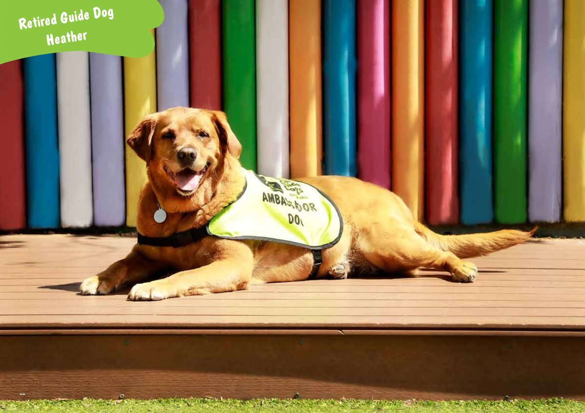 Irish Guide Dogs for the Blind tweet media