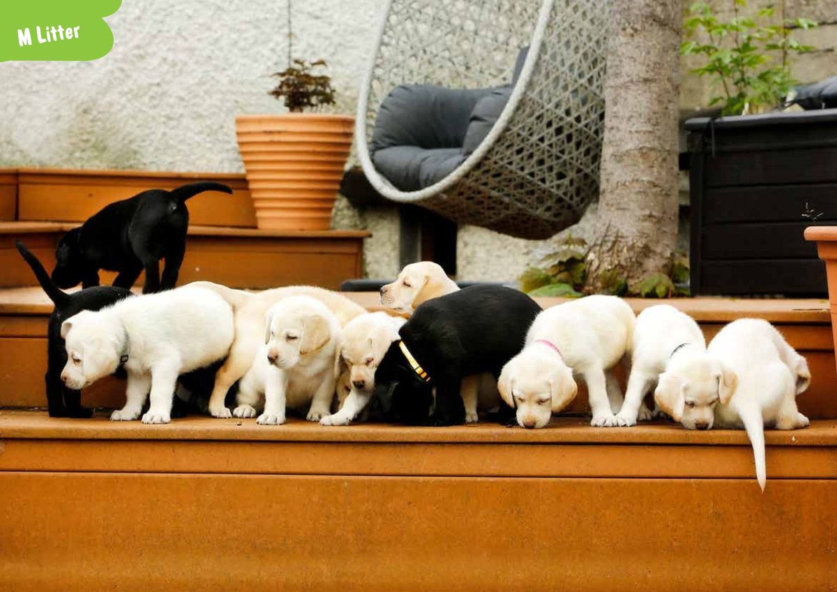 Irish Guide Dogs for the Blind tweet media