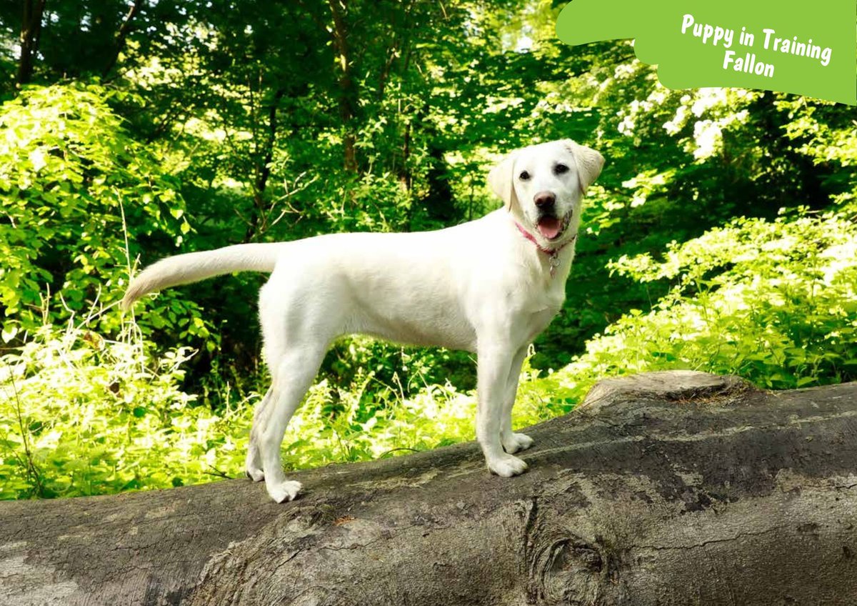 Irish Guide Dogs for the Blind tweet media