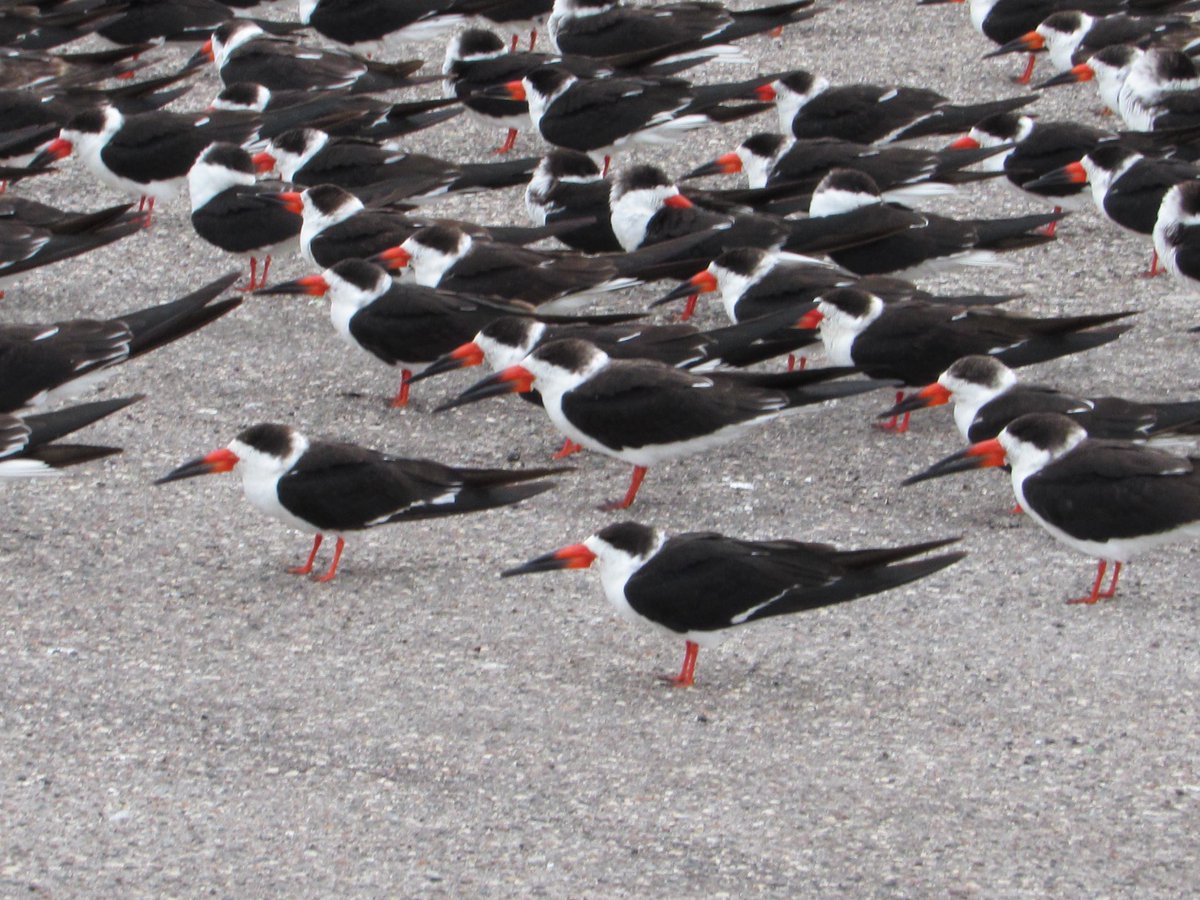 LayoverBirder's tweet photo. Skimmers in a parking lot. Drive-up birding! #birding #Florida #BirdsSeenIn2024 https://t.co/SmjkGHpZTE