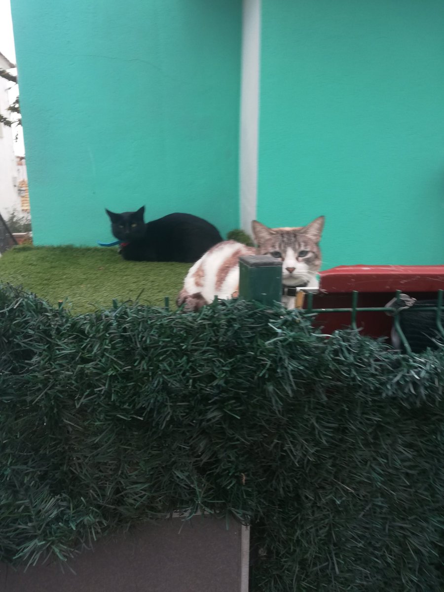 FIRE🎄 tweet media