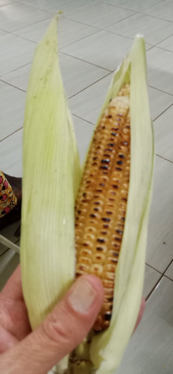 singirankabo_eo's tweet photo. Rostita maizo.
(Tre) malmultekosta kaj sana manĝaĵo!
La maizo estas planto el Ameriko sed ĝi rapide konkeris la tutan Afrikan kontinenton (tute kiel la tabako!).
#afriko #esperanto #maizo #mangxajxoj #Mangxajxo #burundo #burundi #OrientaAfriko #CentraAfriko #sano #ameriko https://t.co/KUWqC7HNO8
