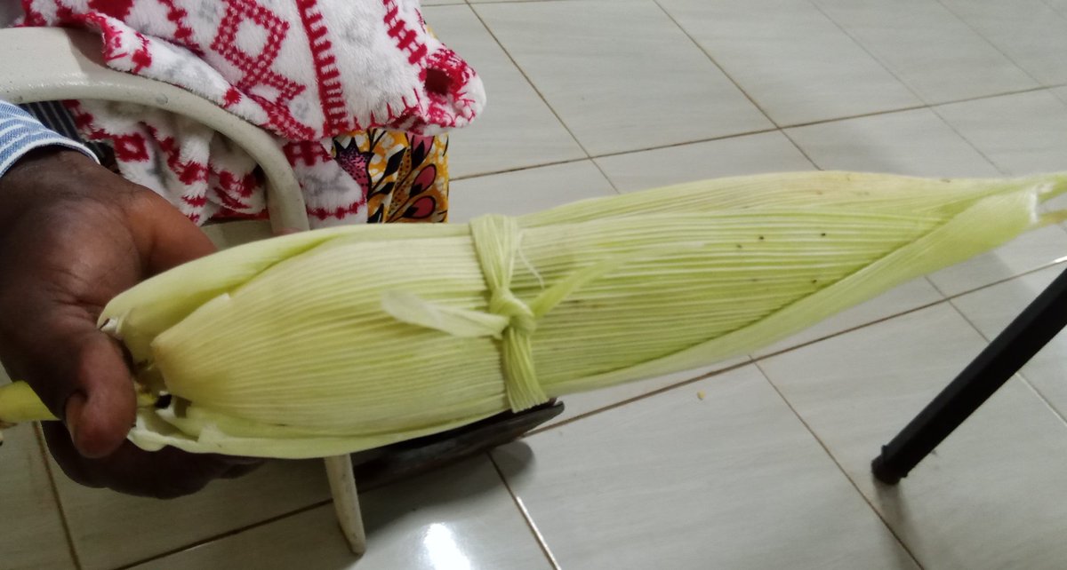 singirankabo_eo's tweet photo. Rostita maizo.
(Tre) malmultekosta kaj sana manĝaĵo!
La maizo estas planto el Ameriko sed ĝi rapide konkeris la tutan Afrikan kontinenton (tute kiel la tabako!).
#afriko #esperanto #maizo #mangxajxoj #Mangxajxo #burundo #burundi #OrientaAfriko #CentraAfriko #sano #ameriko https://t.co/KUWqC7HNO8