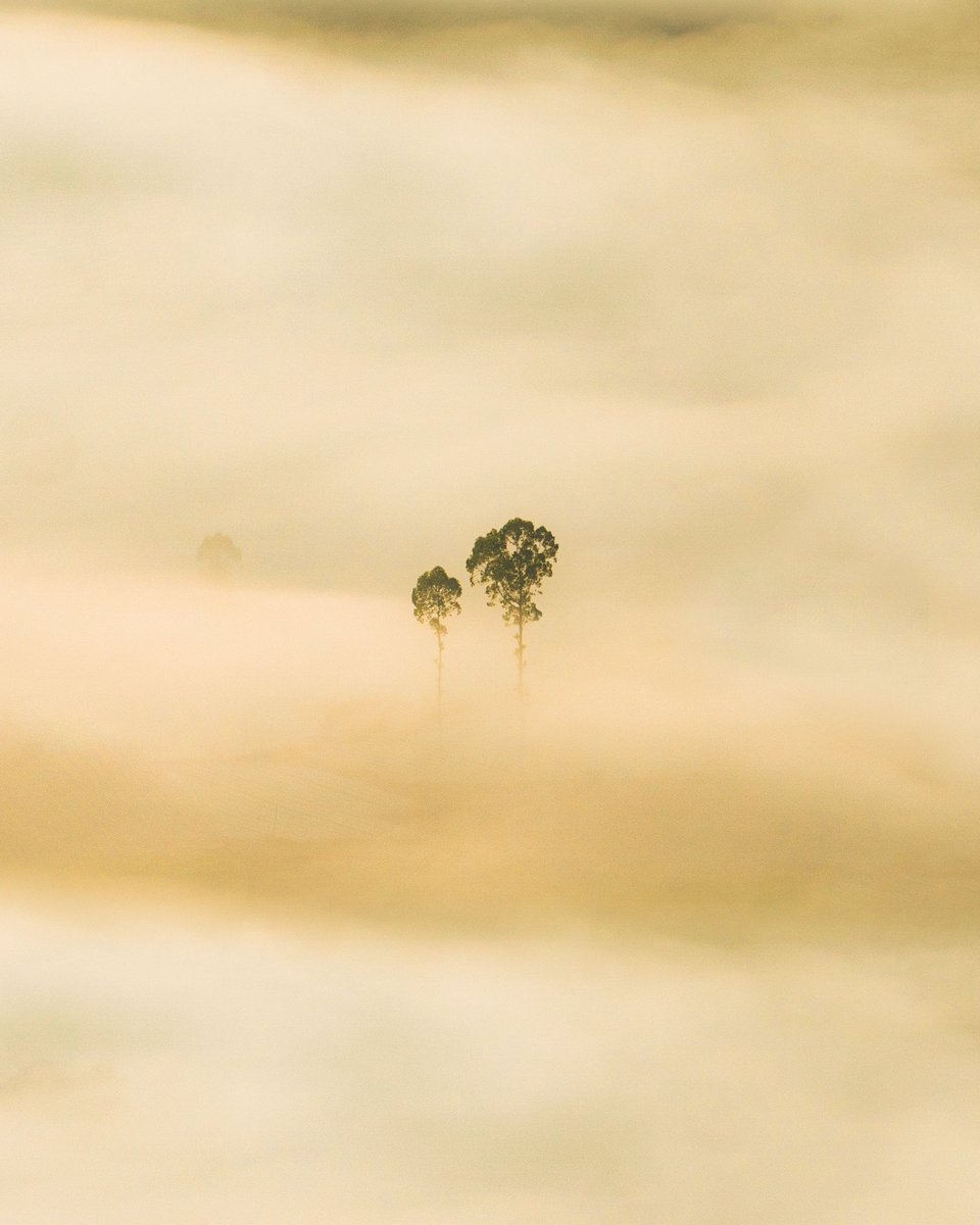 Albertus Pamungkas tweet media