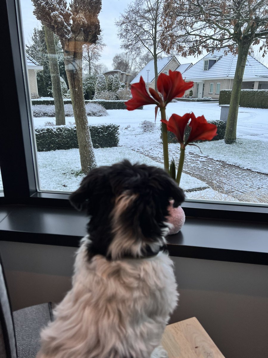 Dutchcat17's tweet image. Oh no, the world has turned white again! 
I’m practically invisible in the grass 🤪🤣 I prefer watching it from the inside though! 🐾🐾 #dogsoftwitter #snow