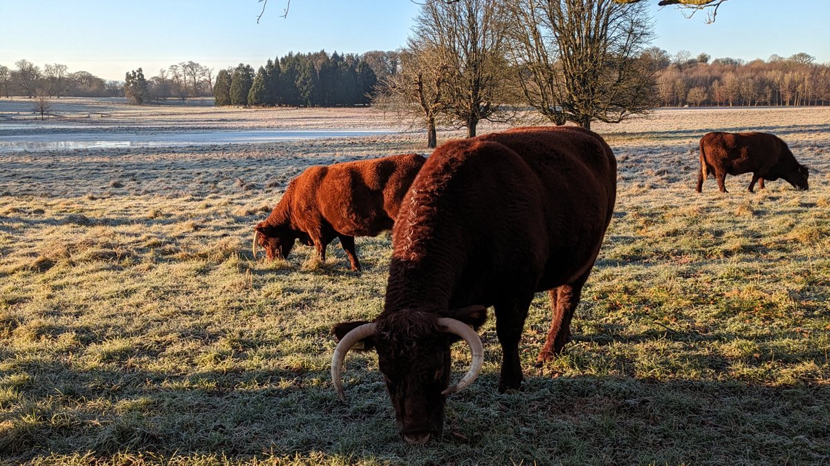 NTKingstonLacy's tweet image. Today is a day when we could all do with a warm furry coat, such as worn by Red Ruby Devon cows in the parkland! #RedDevon #Cows #RubyReds

📷 National Trust/Clare Gascoigne
