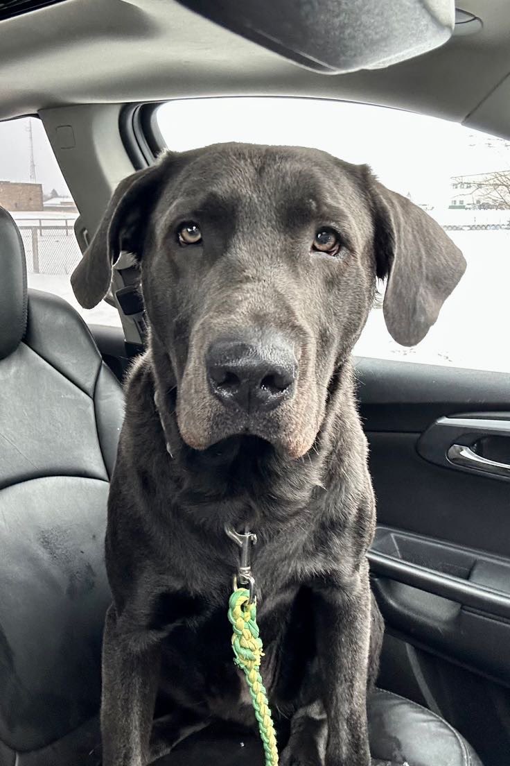 NBrandt76's tweet photo. Happy 1st birthday buddy!!! #abestfriend #CharcoalLab https://t.co/fFX3h53mAR