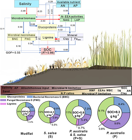 ykuzyakov's tweet photo. 💥NEW in Environmental Science &amp; Technology 💥
Microbial #Necromass, #Lignin, and Glycoproteins for Determining and Optimizing Blue Carbon Formation
https://t.co/djFsFbpAN2
#SoilOrganicMatter #sequestration 
#GlobalWarming
#stoichiometry #aminosugars #MicrobialNecromass https://t.co/vvdkTfbO63