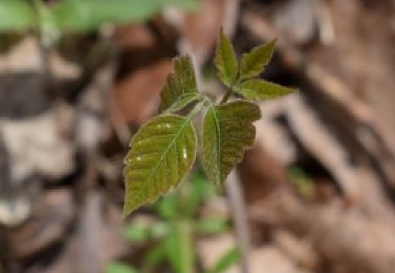 🌿 Winter's chill may have stripped the leaves, but beware! Poison Ivy lurks in the cold, presenting unique challenges for recognition. Learn the secrets of spotting this elusive plant in its dormant state.   #WinterNature #PoisonIvyID #NatureAwareness 
buff.ly/3TTm8Pg