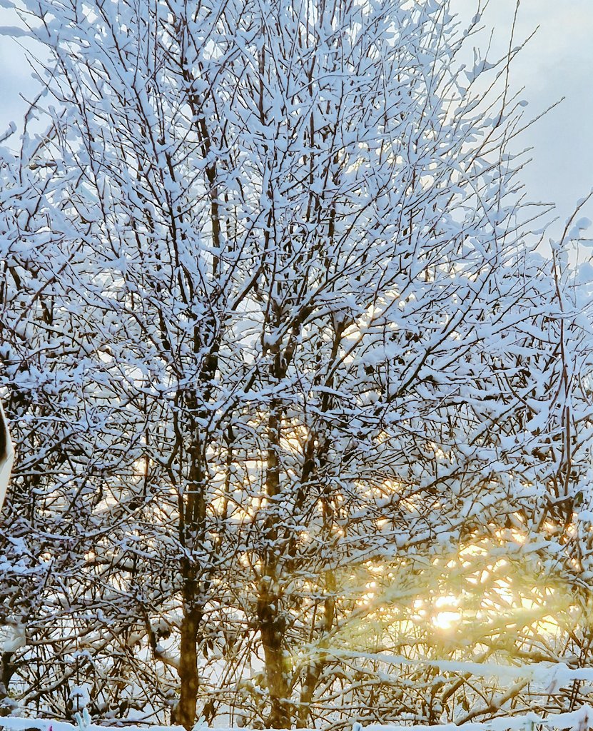Snow was fallin
so much like stars
filling dark trees
that 1 could easily imagine
its reason for bein was nothin more
than prettiness❄️

“The secret,Alice,is to surround yourself with people who make your heart smile
Only then, you’ll find Wonderland”♥️

Enjoy the day❄️
#mywalk