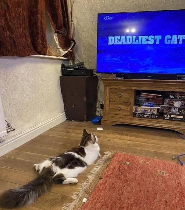 Dont Show Your Cat tweet media