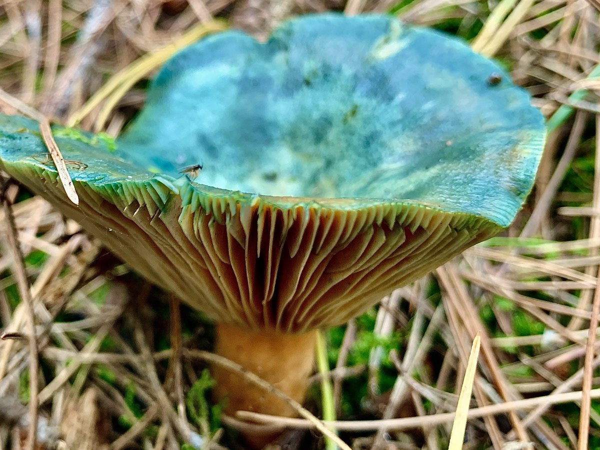 rzmrjn_mushroom's tweet photo. Peenrode Melkzwam // Lactarius Deterrimus // Orange Milkcap or False Saffron Milkcap
#mushrooms #fungi #pilze #hongos #shroom #mushroom_magic_world #fungifreaks #naturelover #macronature #mushroomoftheday #magic #false #saffron #milk #cap #lactarius #edible #blue #orange #carrot https://t.co/4Hm4soDFO1