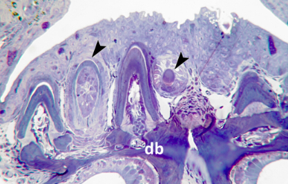 science_charles's tweet photo. Tooth #regeneration in humans?🦷Maybe it's not possible, but maybe #teleost fish can show us how to do it! The paper about continuous #tooth replacement and what molecular methods can tell us about this topic in @CamPhilSoc's Biological Reviews⬇️
🔗https://t.co/Re6I5qu3Dl
(TŽ) https://t.co/ksflPSrW1d