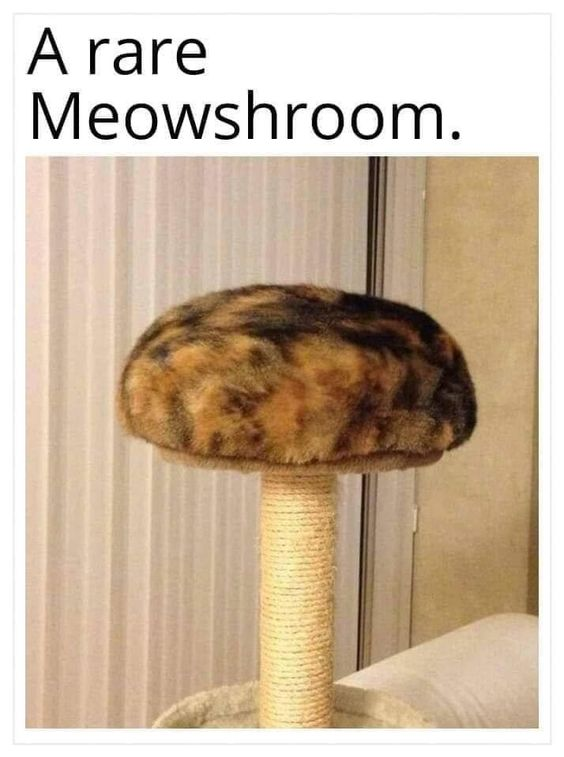 Memes to Show Your Cat tweet media