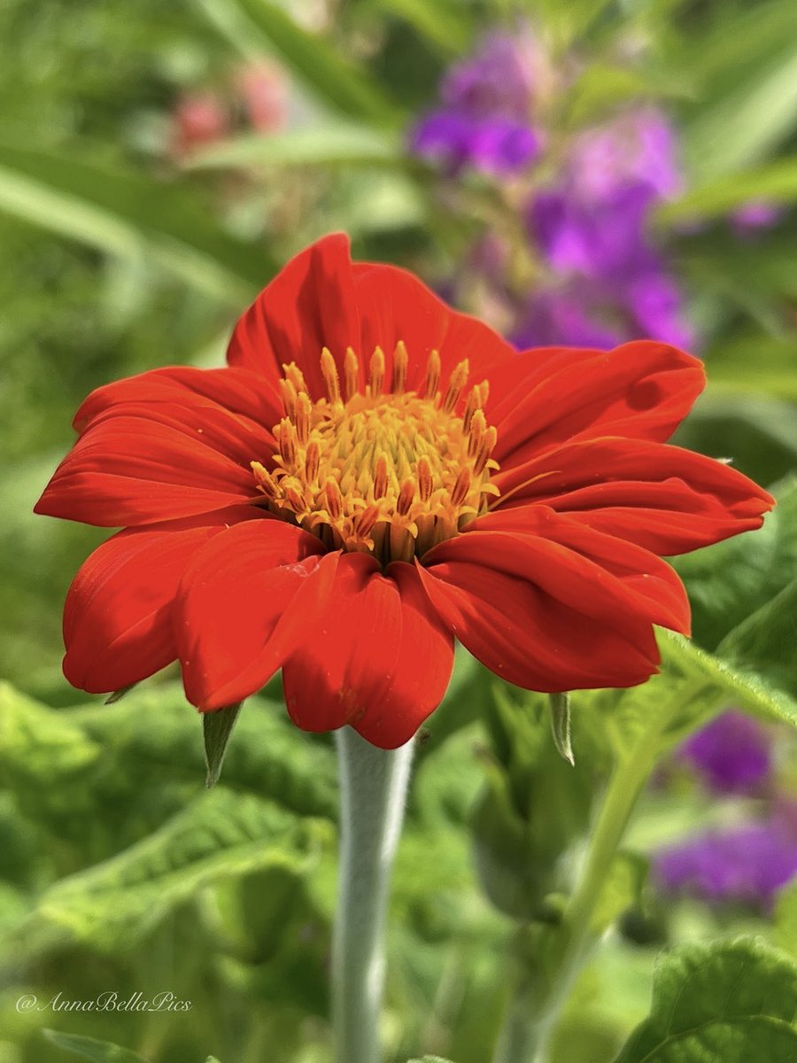 A Mexican Sunflower (Torch Tithonia) to bring some warmth on this snowy morning🔥❤️ #gardening #flowers
