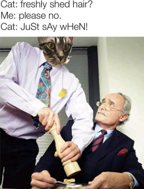 ShowYourCat's tweet photo. https://t.co/A63iTVjwKg