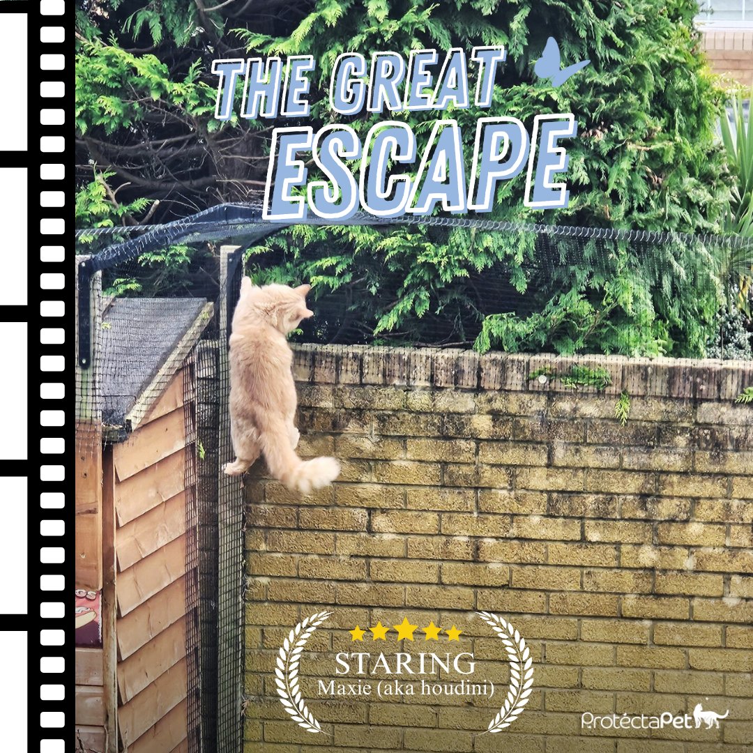 ProtectaPet's tweet photo. 🚨 *SPOILER ALERT* 🚨

Recommended watch 10/10 🎬 Maxie didn't escape the ProtectaPet Cat Fencing Barrier, and the bird got away! 😹

#catlife #catfencing https://t.co/EXlMqaOman