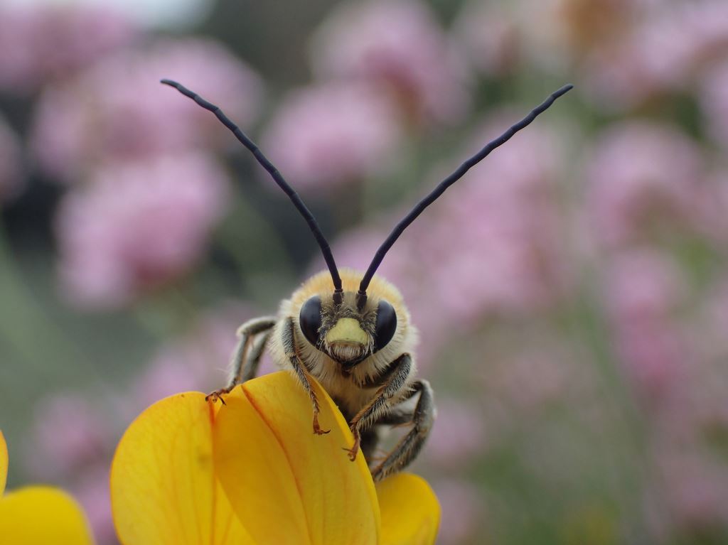 Thrilled to have been awarded £2.24m for Life on The Edge helping to restore invertebrate populations like the long horned mining Bee along the coast, from Plymouth to Brixham, working with farmers, community groups and schools - creating training & volunteering opportunities!