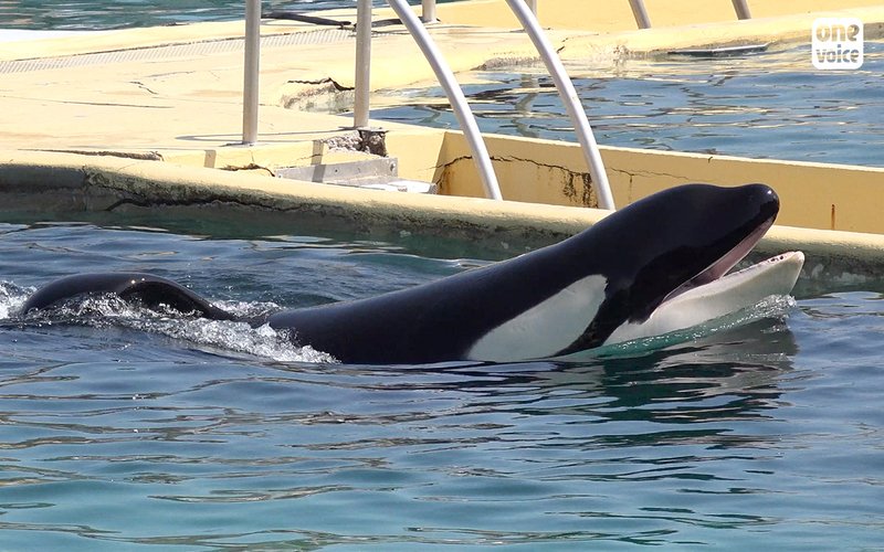 Yesterday DFE member One Voice obtained a temporary ban on the movement of 3 orcas to Japan from France. A hearing has taken place to see if the ban can be extended to allow legal experts to carry an inspection whilst the orcas are still in situ. Update shortly.  Photo:One Voice