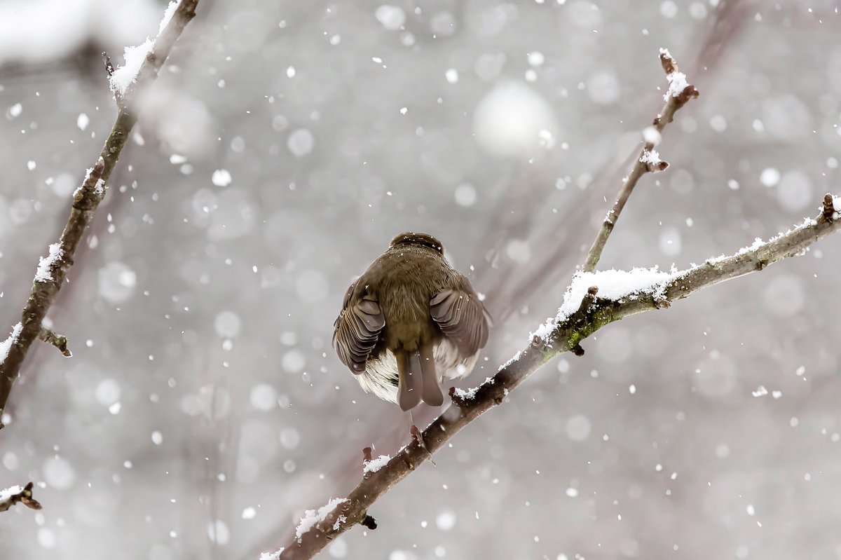 #robin #winterbirds #ukbirds #wildlifelovers #winterphotography #nature_perfection #bird #BirdsSeenIn2023 #birds #wildlifephotography #birdphotography #snow #NaturePhotography #birdwatching #birding #photooftheday #birds_captures #birdlovers