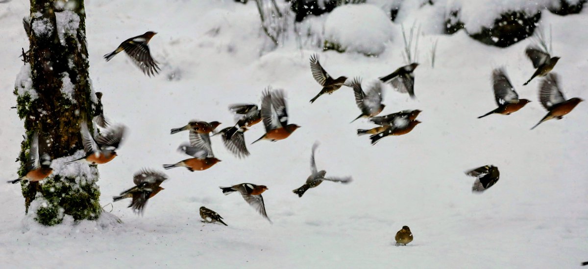 #chaffinches in the #snow ..... hoping everyone keeping #safe & #warm ... @Natures_Voice @RSPBScotland @8outof10bats