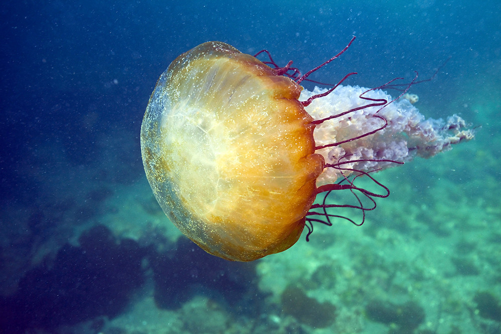 Dreaming of warmer climes? Monterey Bay National Marine Sanctuary stretches along California's central coast and offers some of the best wildlife viewing in the world. Find out more about this “Serengeti of the Sea”: montereybay.noaa.gov #TravelTuesday @MBNMS