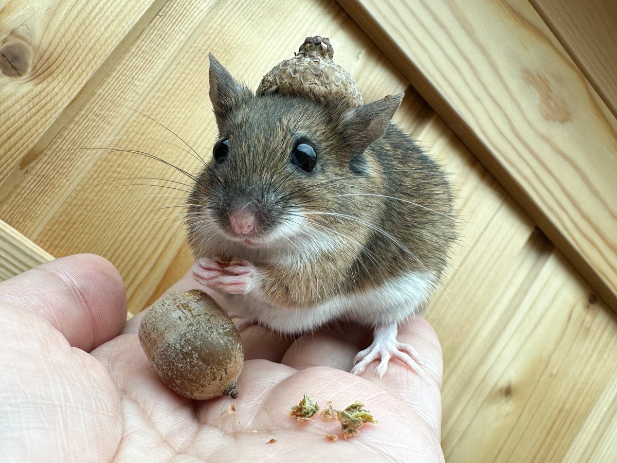 Мы, конечно, пропустили всю движуху с хомяком в шляпе, но вы же помните, что Брунгильда начала носить головные уборы, когда это ещё не было мейнстримом!
