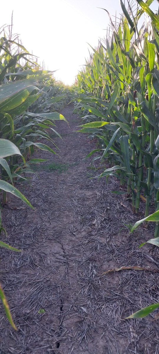 DopazoUli's tweet photo. Lo mires por  arriba o lo mires por  abajo, el ensayo de @Syngenta_ar, viene fantástico en:
 📍Rincón de Nogoya, Entre Ríos. 
Gracias @maxikhn por las fotos aéreas !! 📸🛰🌽 📈 https://t.co/XNAoDwOduu