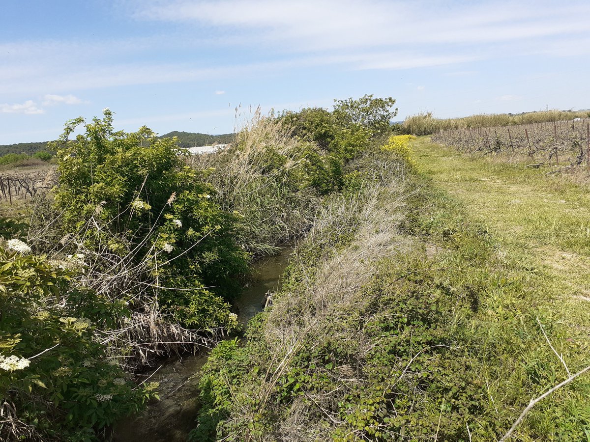smmar_aude's tweet photo. INF'EAU | Zoom sur le projet de renaturation de la Jourre en aval de #Lézignan-Corbières, mené par le Syndicat de l'#Orbieu !🔎🍃Restauration de 1,5km de #rivière : replantation d'essences🌳, suppression de merlons🚜, lutte contre les espèces invasives🌷, redessiner le lit💧 https://t.co/SYBqIOEqne