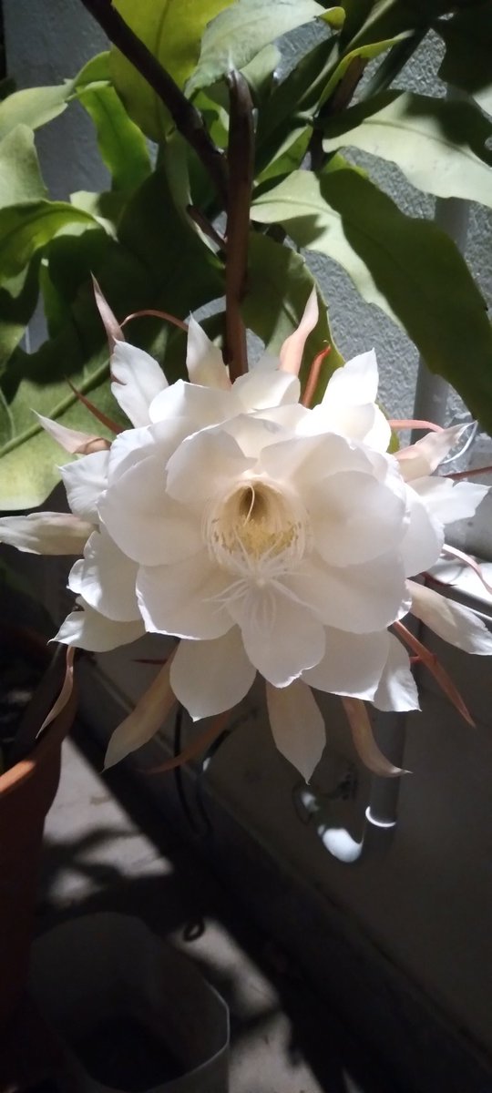 Activithink's tweet image. Epa Pau...😳

Vamos a mezclar las palabras en 2024 con poesía para los ojos y demás sentidos, como esta apertura sinfónica de más de 10 Damas de la Noche, justamente anoche. Sólo en la #PiñaDigital

Empezamos con todo!! 💪💪

🌸🌸🌸🌸🌸🌸🌸🌸🌸🌸

Por un 2024 Épico mis Piñudos!!