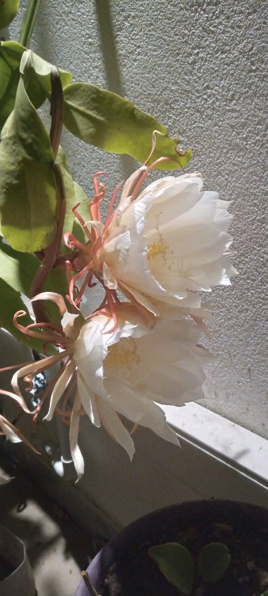 Activithink's tweet image. Epa Pau...😳

Vamos a mezclar las palabras en 2024 con poesía para los ojos y demás sentidos, como esta apertura sinfónica de más de 10 Damas de la Noche, justamente anoche. Sólo en la #PiñaDigital

Empezamos con todo!! 💪💪

🌸🌸🌸🌸🌸🌸🌸🌸🌸🌸

Por un 2024 Épico mis Piñudos!!