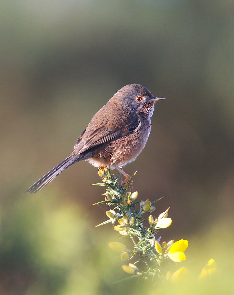 Dartford Warbler from a recent Heathland visit, when the sun shone!