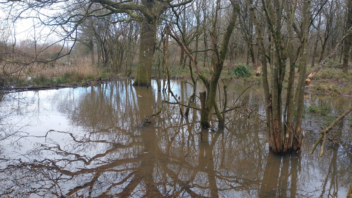 @al_chisholm #NaturalFloodManagement interventions on two local farms, plus beaver activity has reduced flood peaks to a local village in Somerset. Dredging the river would have had a reverse effect.