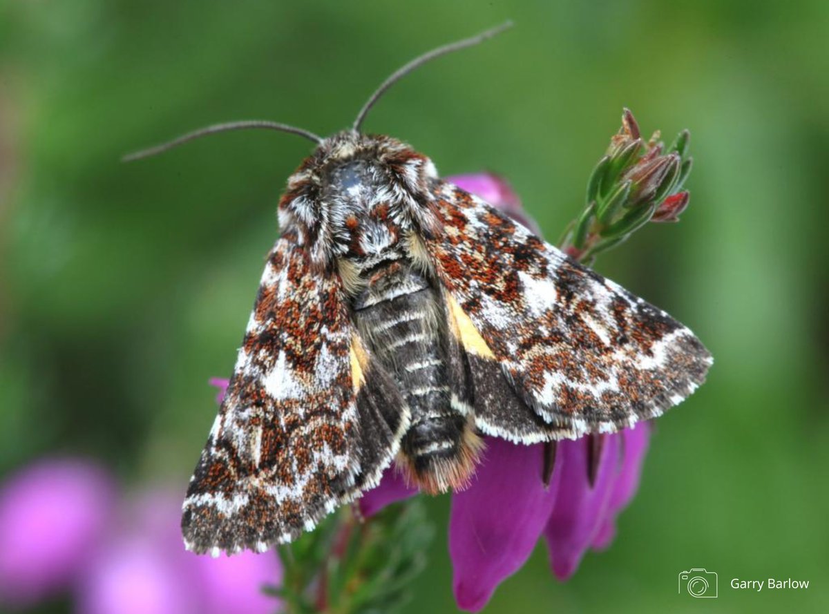 📢 NEW PhD opportunity: 'Understanding and reversing the decline of moorland moths in the UK'

This exciting project with <a href="/SRUC/">SRUC</a> is co-funded and co-supervised by Butterfly Conservation, and based in Aberdeen.

Full details 👉 butrfli.es/48m54Wz
Closes: 14th January 2024